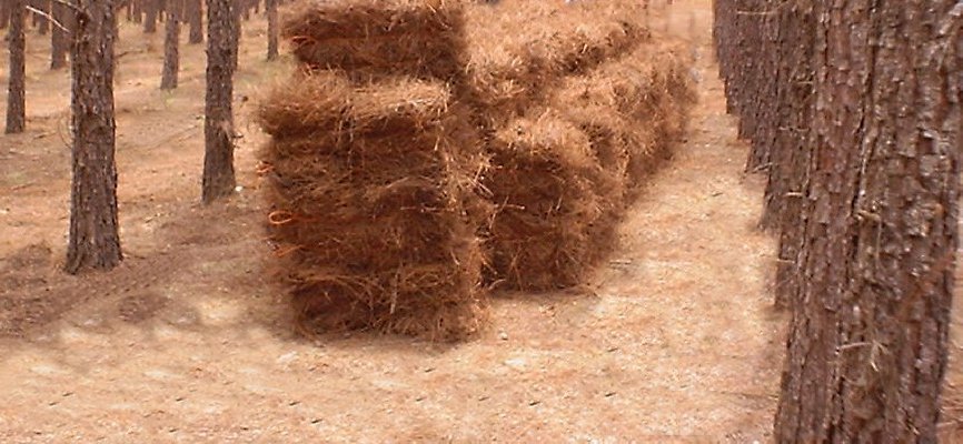 pine straw
